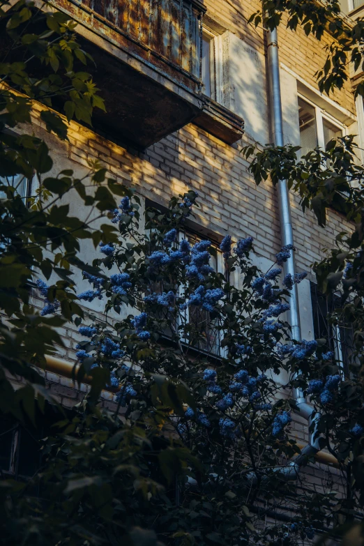 the windows in the building have blue flowers growing under them