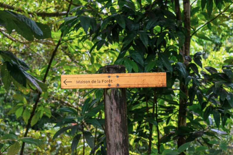 a sign showing the direction to the forest