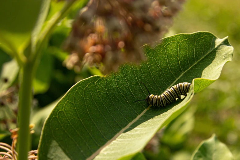 the image is of a monarch catering on a leaf