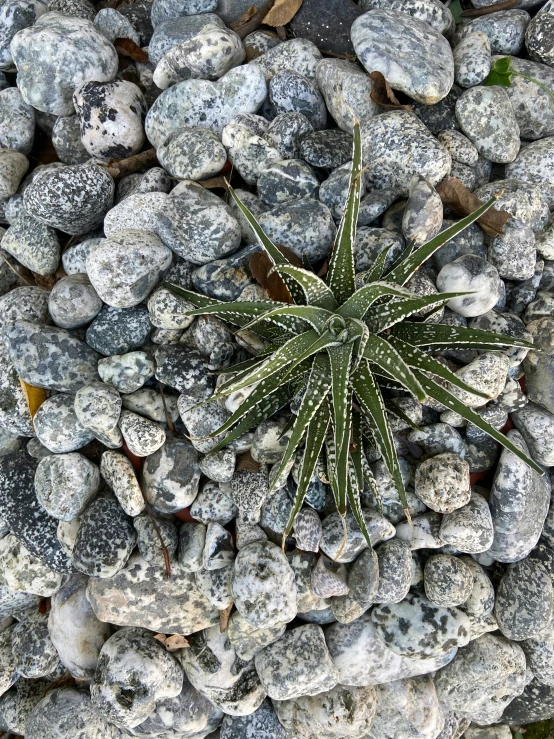 a small green plant growing out of some rocks