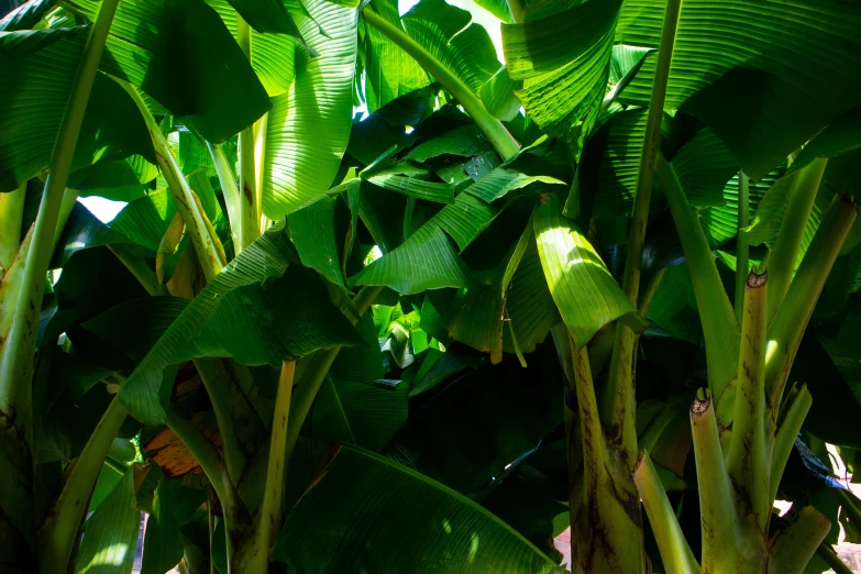 a close up picture of several green plants