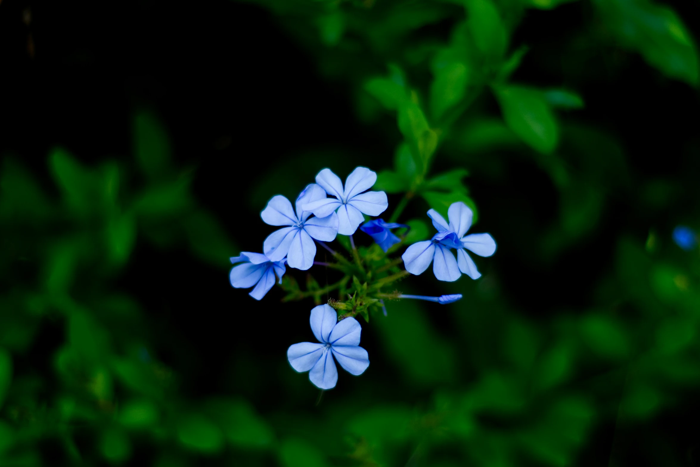 small blue flowers blooming on a green stem