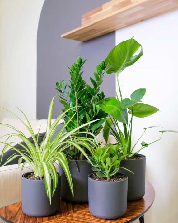 a bunch of house plants are on the table