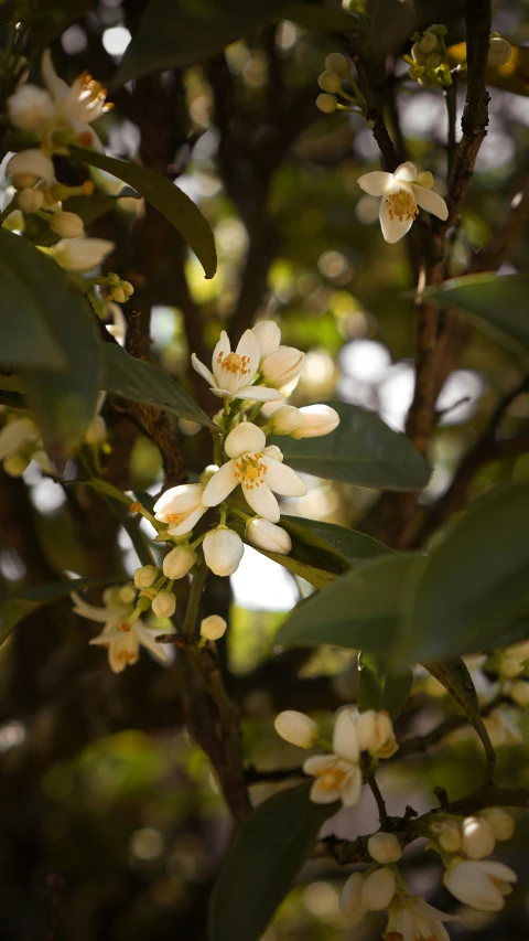 a bush with little white flowers sitting next to some green leaves