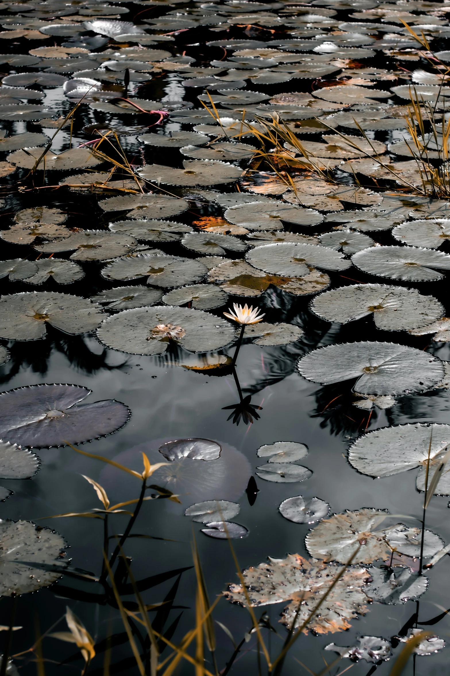 a group of lilies with water drops and grass in the foreground