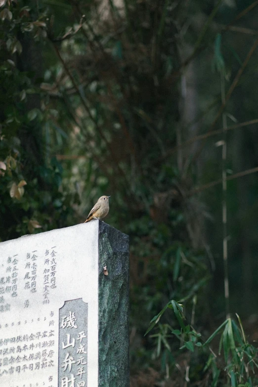 a small bird sits on a memorial in the woods