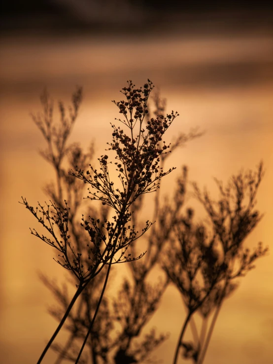 some small flowers sitting in the sun set