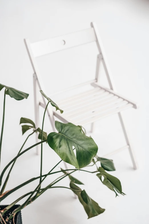 the plastic chair is next to the plant