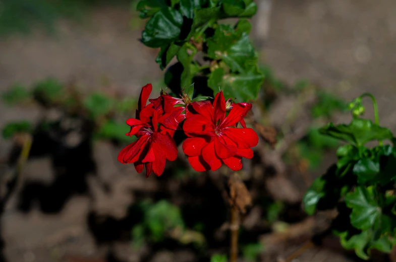 a small red plant in a dirt patch