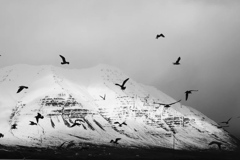 many birds flying over a snowy mountain