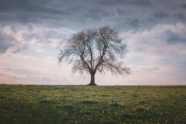 the tree in the middle of the field is bent over