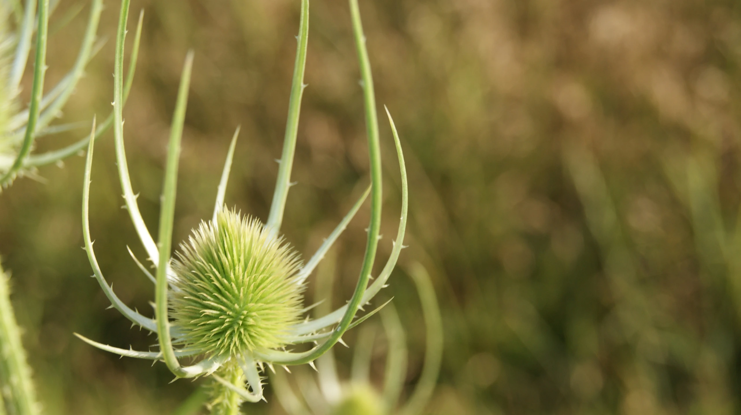 close up view of the head of a thistle plant