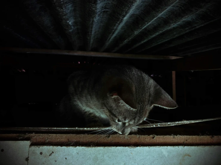 a grey cat is standing inside in the dark