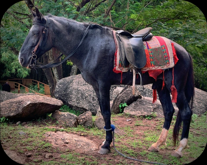 a horse that is standing in the grass