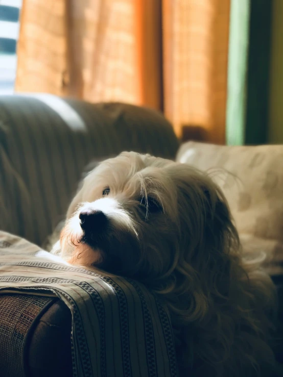 a dog is lying down on a couch