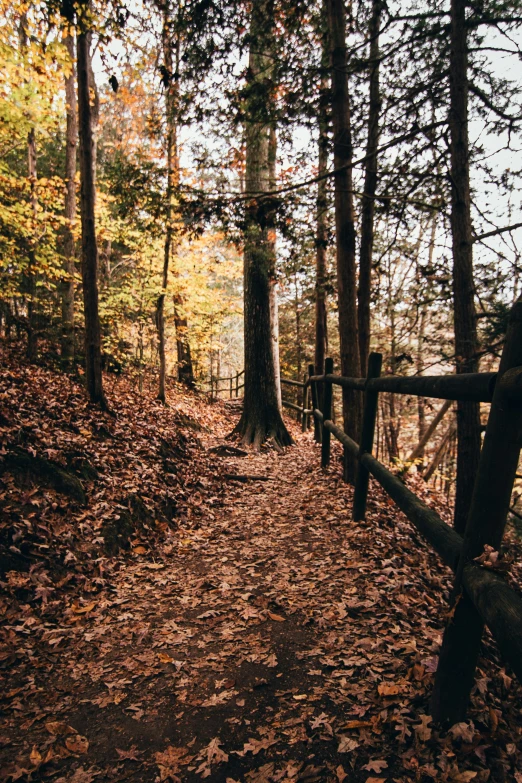 a path in the woods that leads to a wooded area