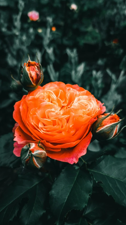 an orange rose sitting on top of green leaves