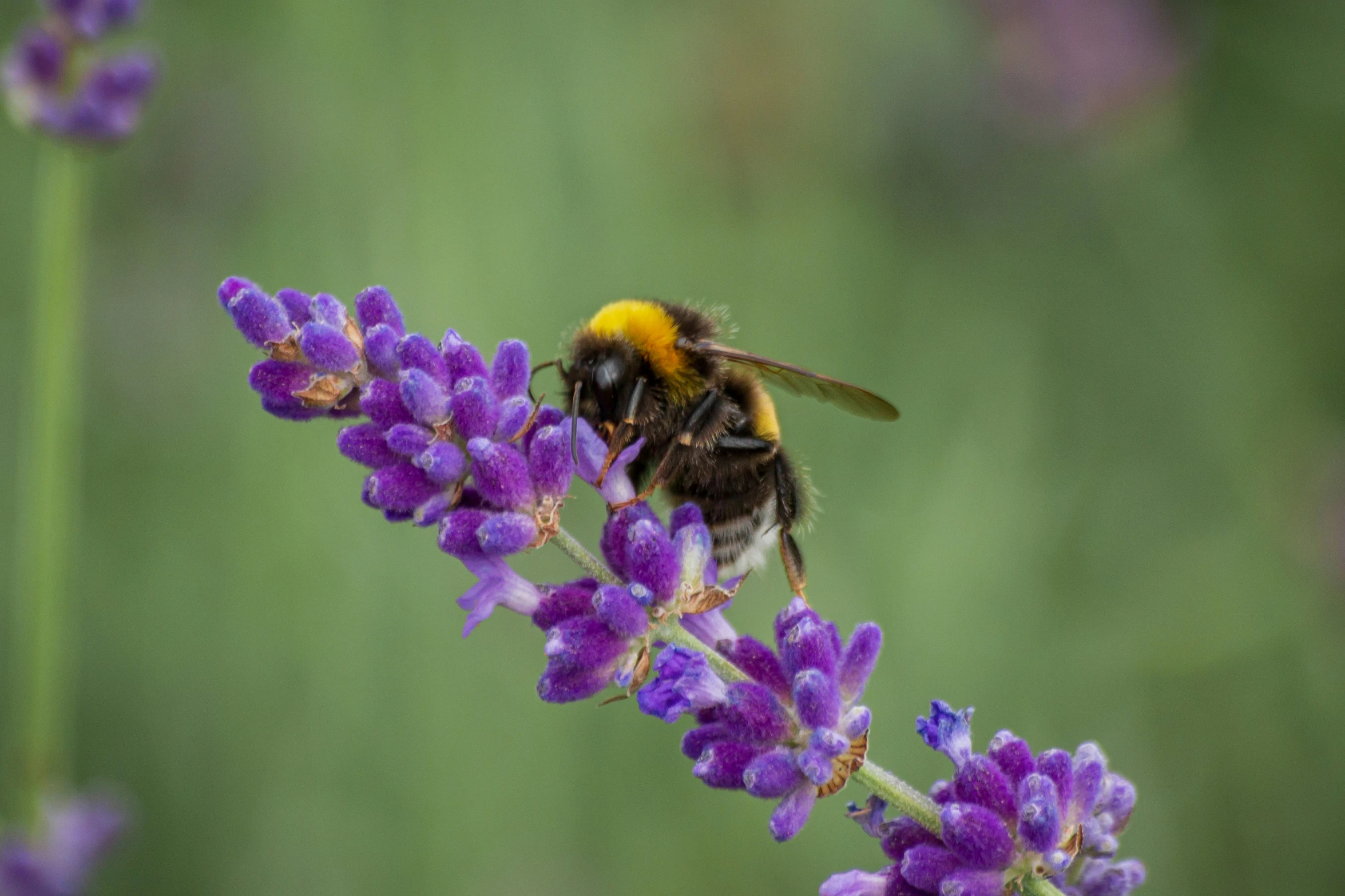 there is a bee that is sitting on purple flowers