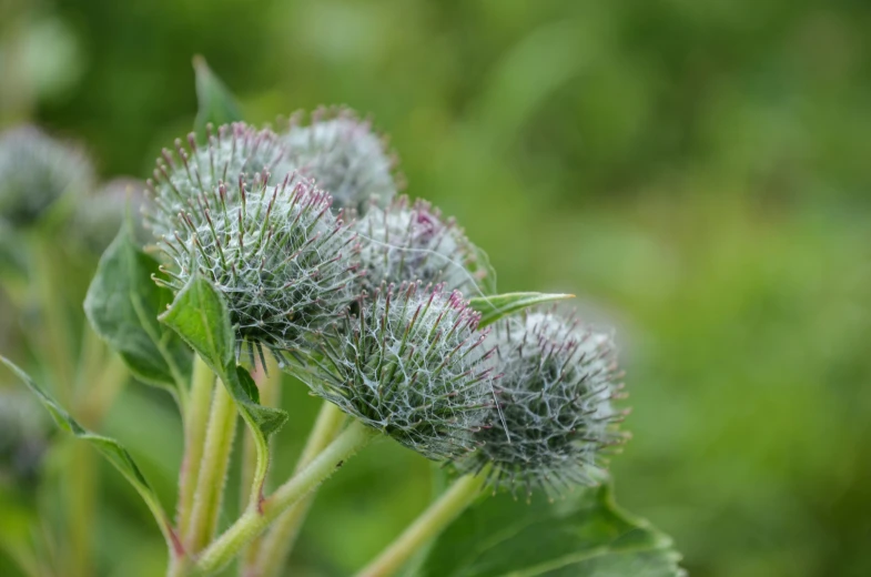 three weeds in a green field with one looking into the camera