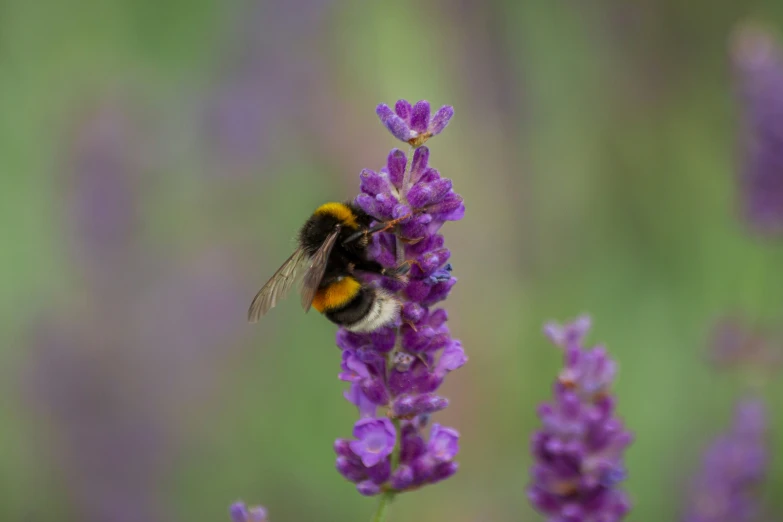 a bee is on a flower and the pollen is just beginning to bloom