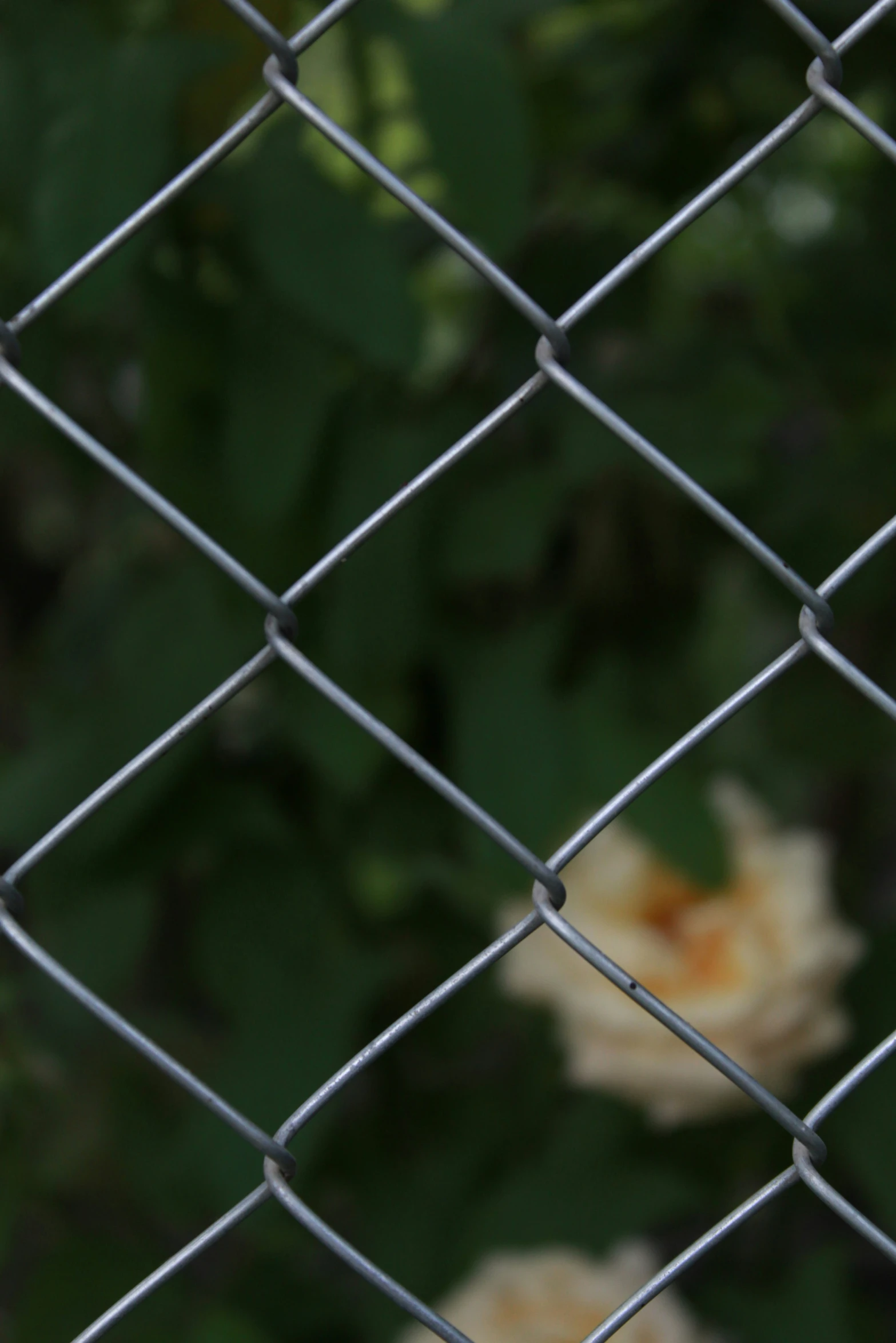 a po of a cat that is behind a fence