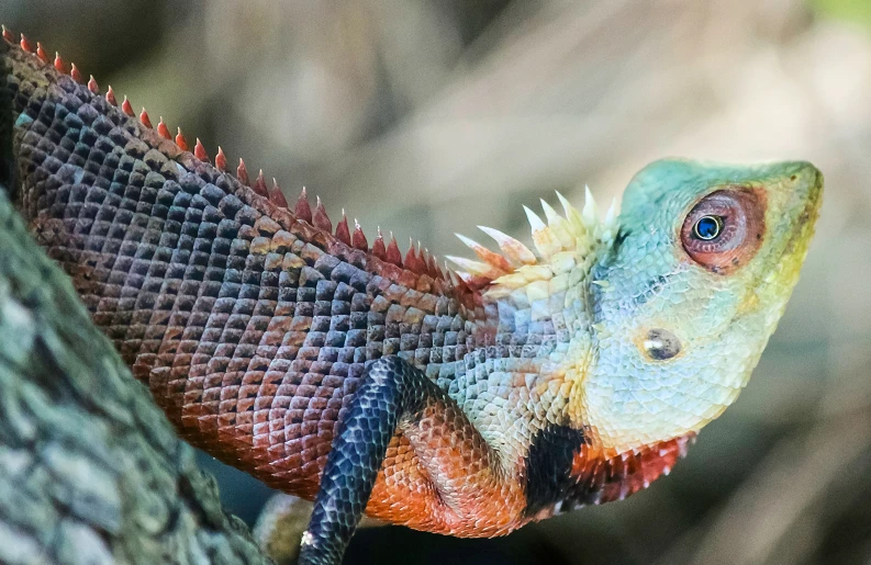 a close - up view of a red and blue lizard