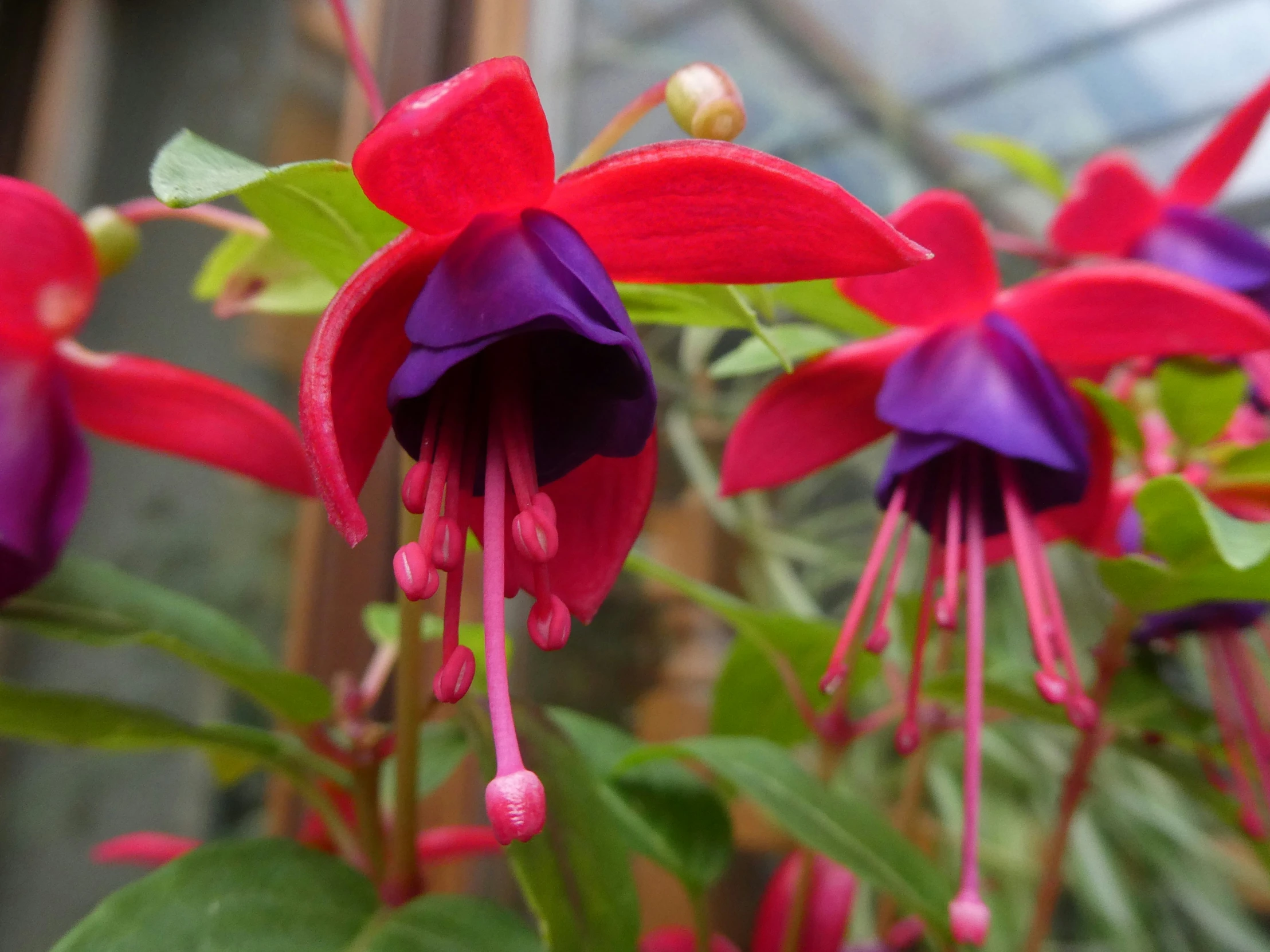 red and purple flowers blooming out next to each other