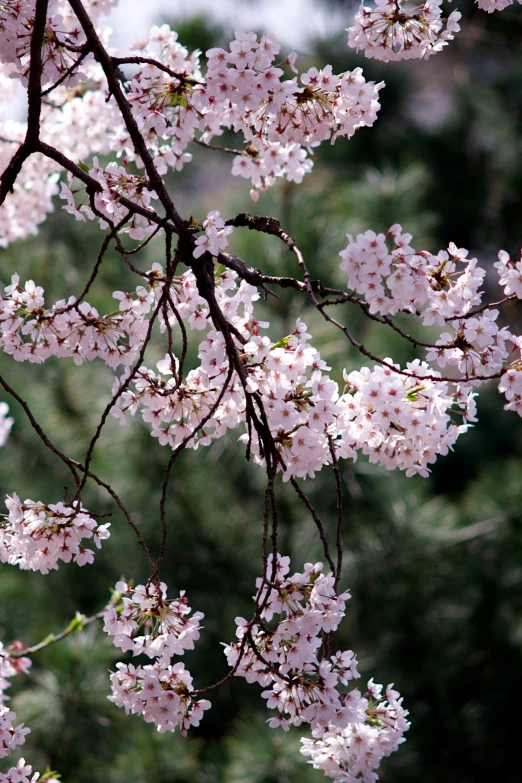 a humming is sitting on a tree nch