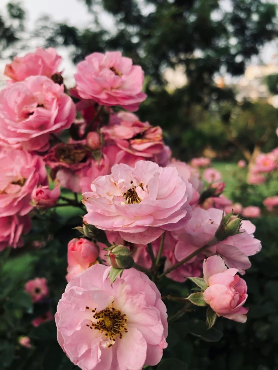 pink roses in bloom in front of trees