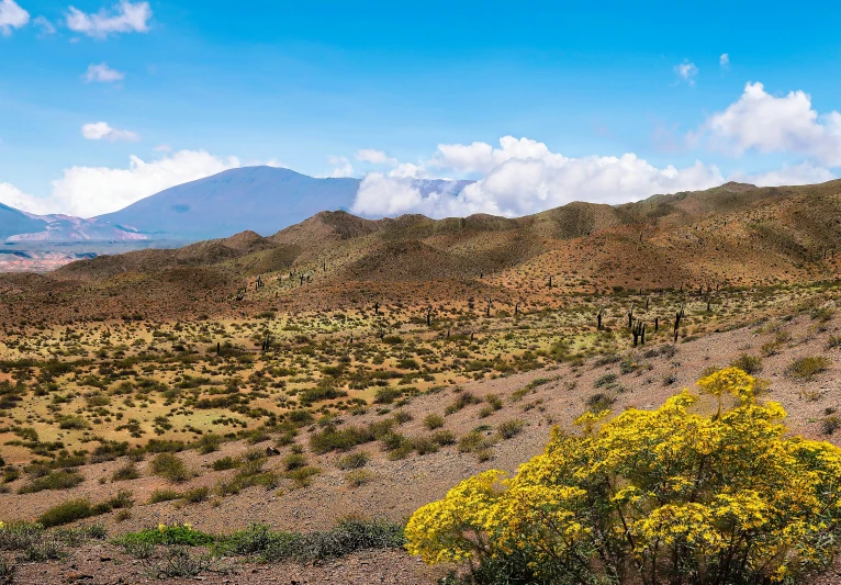 an animal standing in a field in front of a mountain range