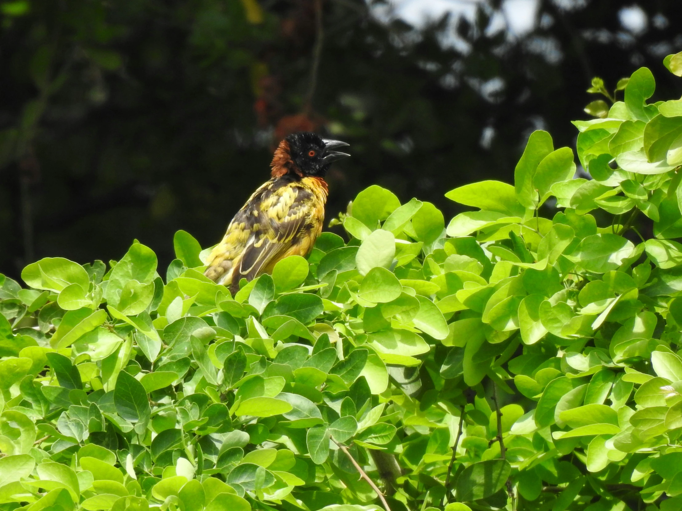 a bird is perched on the nches of trees