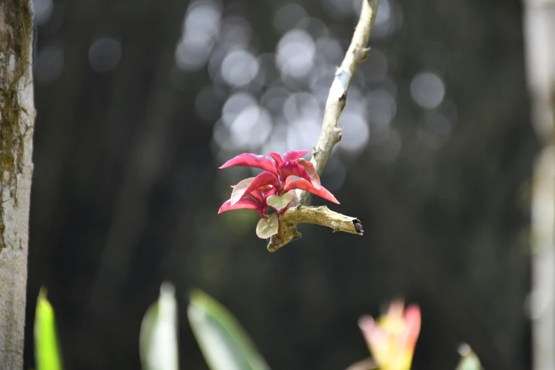 an odd looking red flower on a thin twig