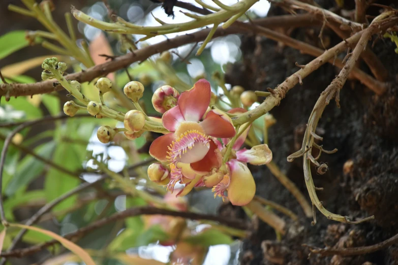 a closeup of some pink and yellow flowers