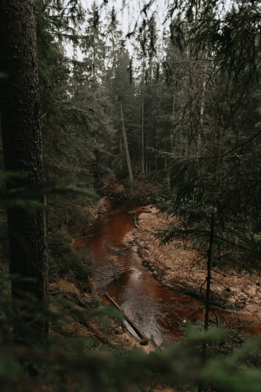 the area of the forest is full of water