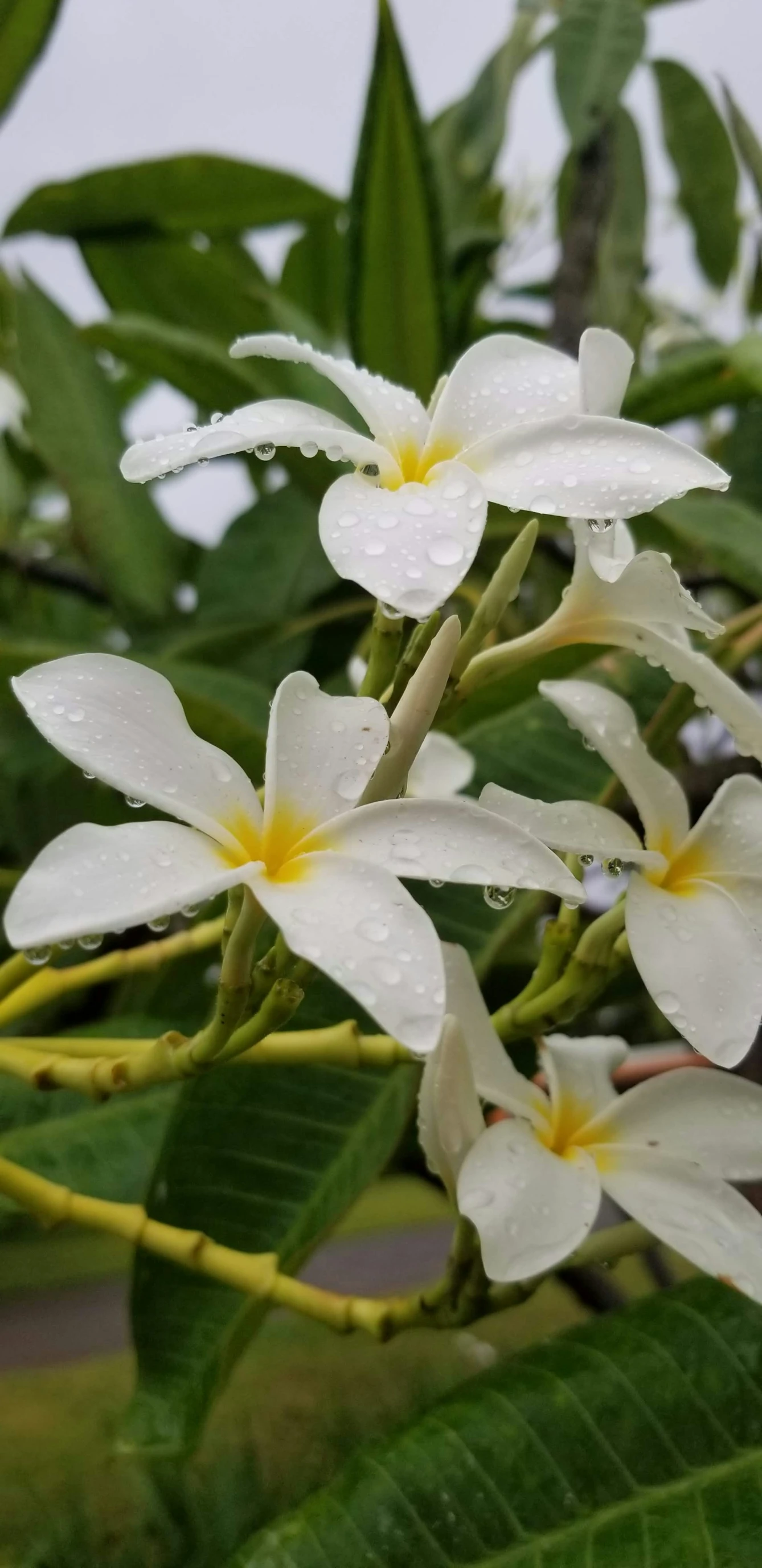 some white flowers with yellow centers sitting on some green leaves