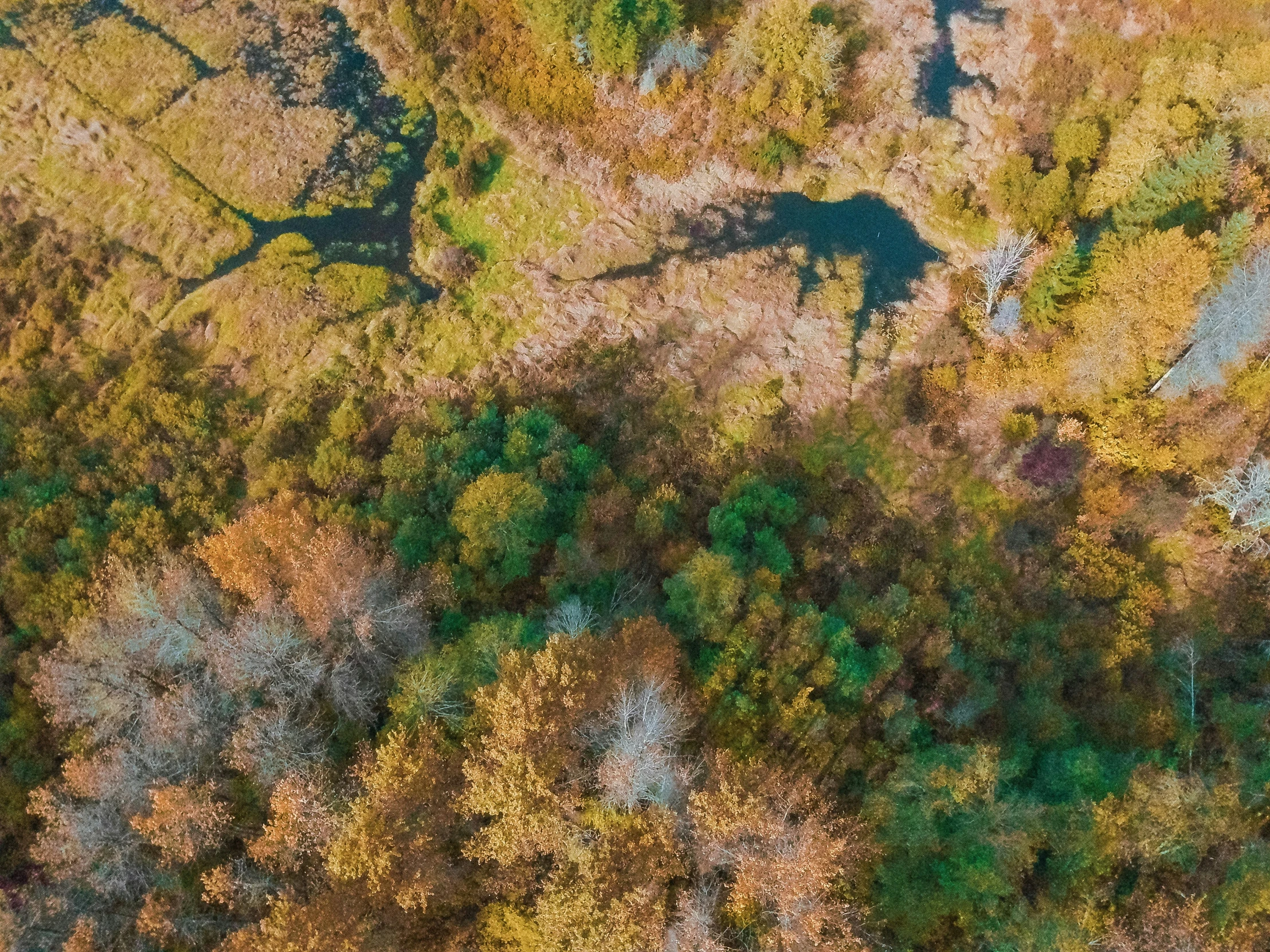 an aerial po of autumn colored trees from above