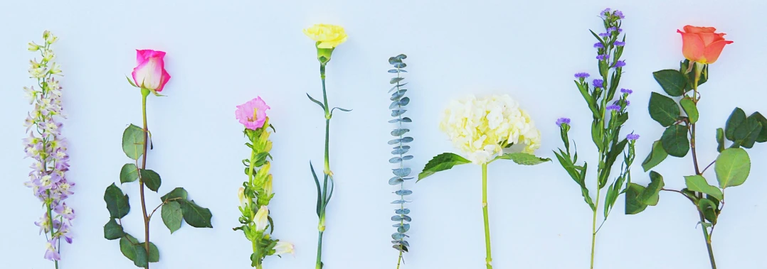 seven flowers displayed against a pale blue background