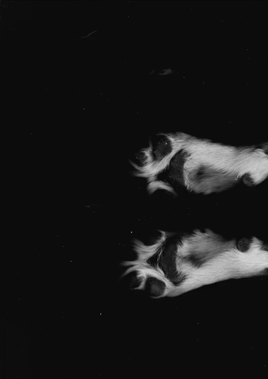 cat and dog paw prints against a black background