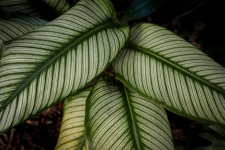 a leafy green plant is shown here