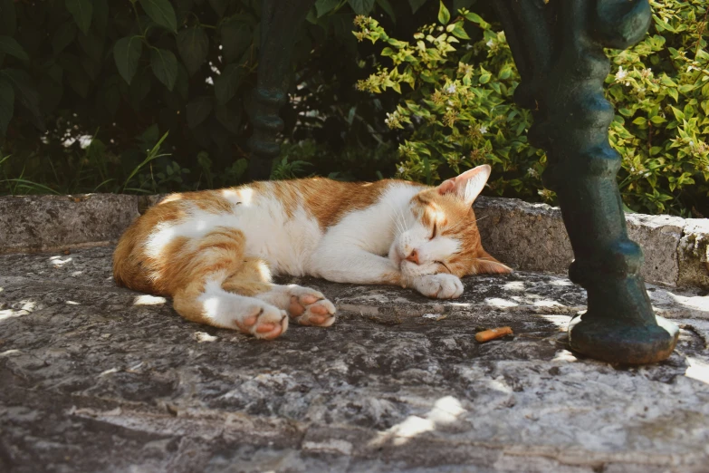 an orange and white cat sleeping on a rock