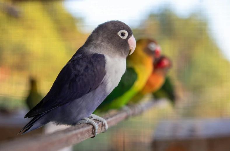 two parakeets are on the rail facing the camera