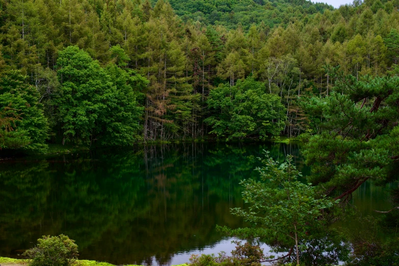 a river in a forest next to trees