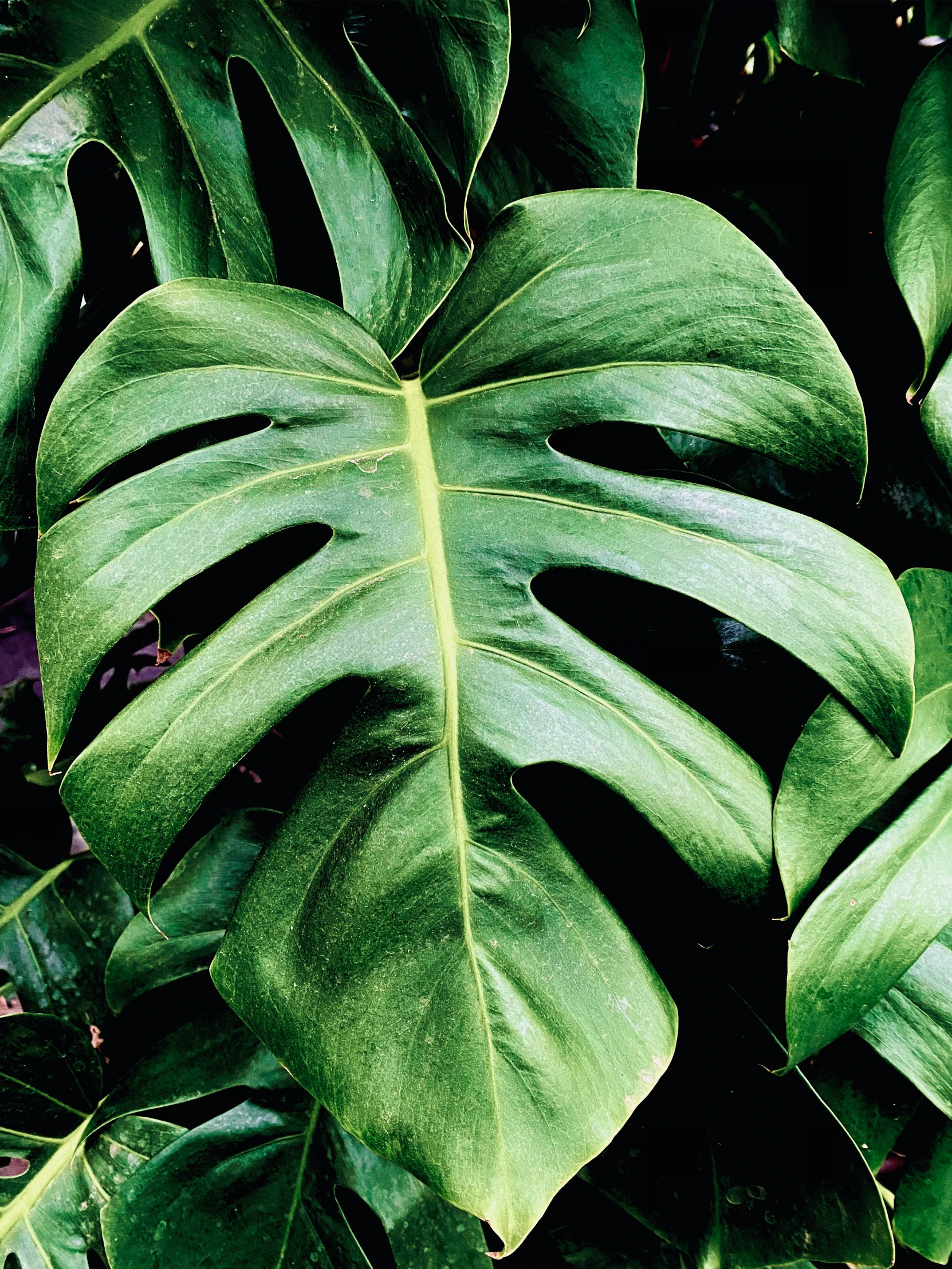 a large leaf of the plant that is mostly green