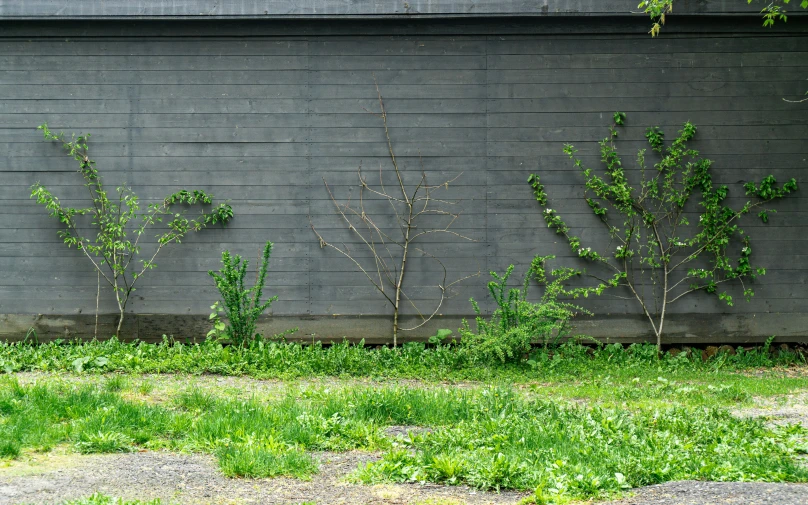 a black fire hydrant near some weeds on a sidewalk