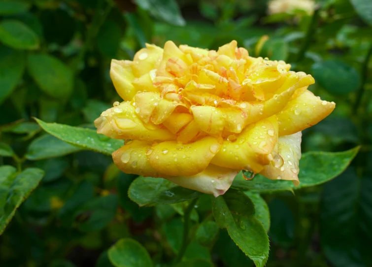 the yellow flower with rain drops is in full bloom