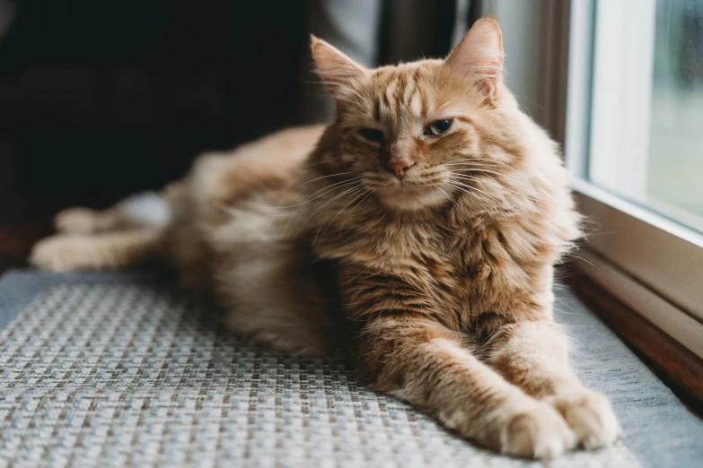 an orange cat laying in the window