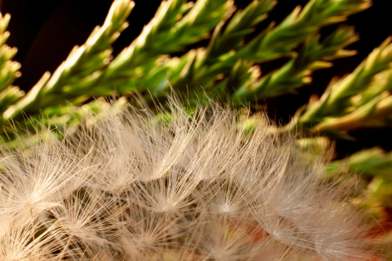 a plant with a large dandelion hanging from it