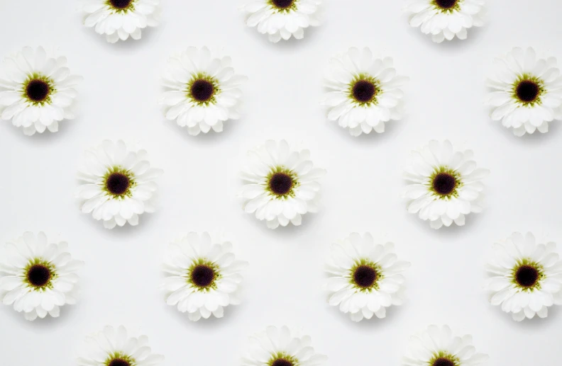 small white and brown flowers against a white background