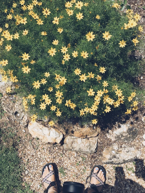 a person with sandals and flowered shoes stands near a rock with rocks