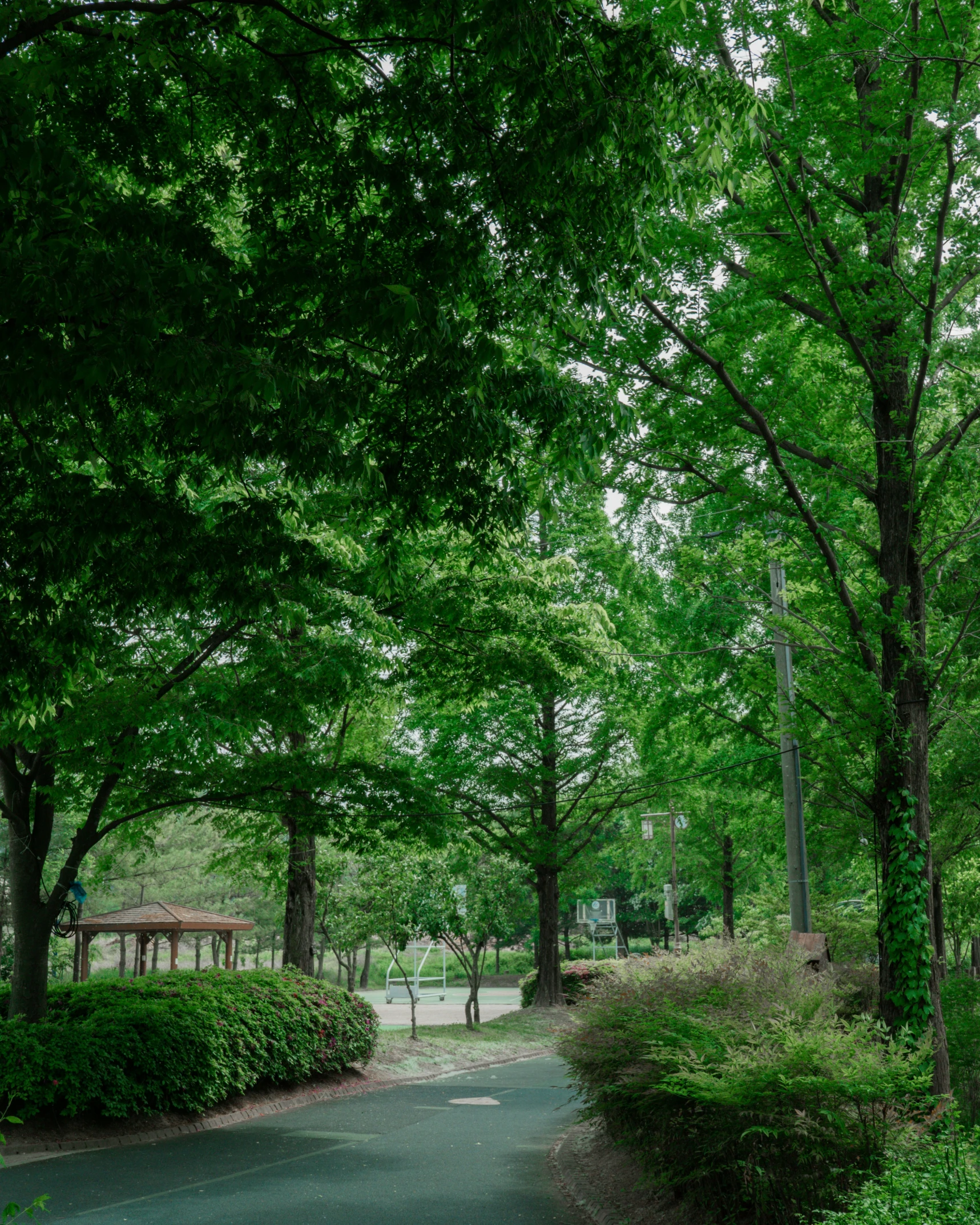 there are trees and bushes all along this path